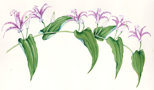 toad lily.jpg
